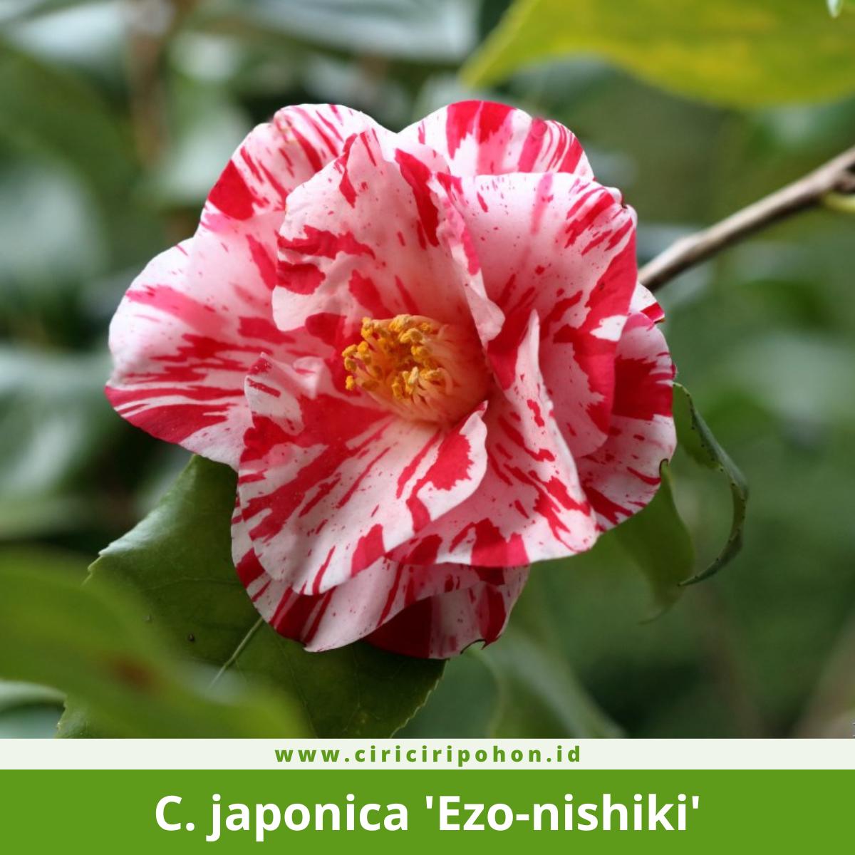 Camellia japonica 'Ezo-nishiki'