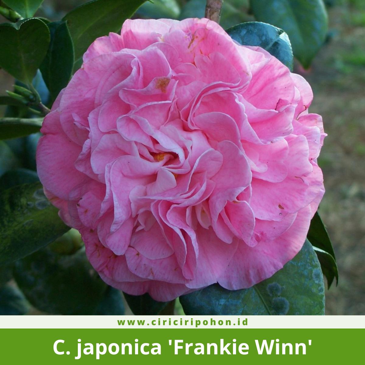 Camellia japonica 'Frankie Winn'
