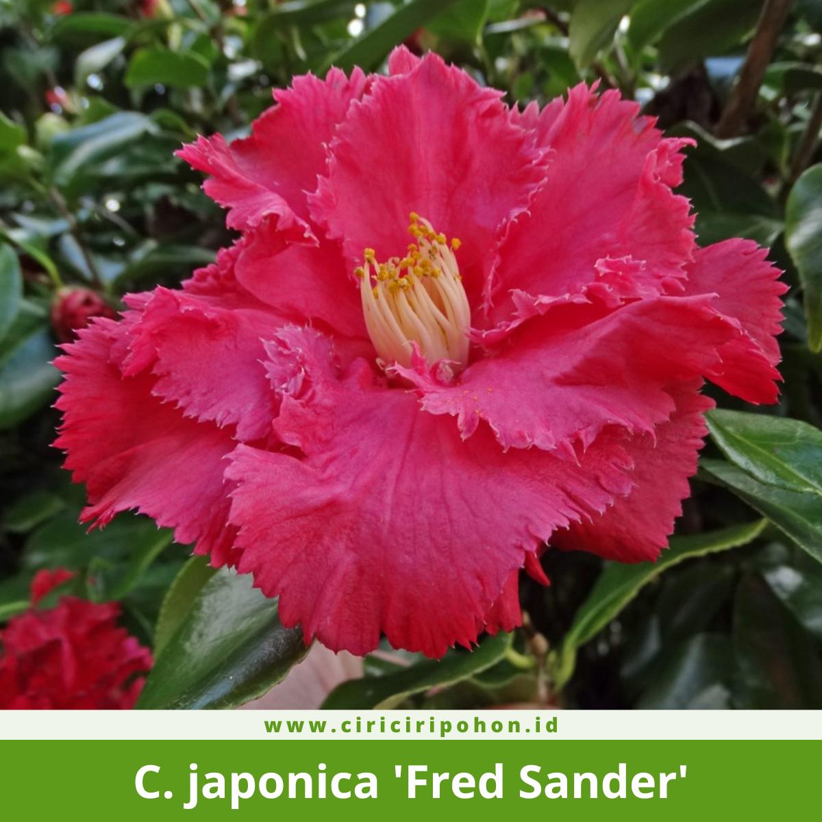 Camellia japonica 'Fred Sander'