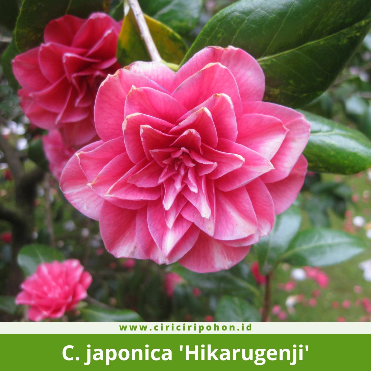 Camellia japonica 'Hikarugenji'
