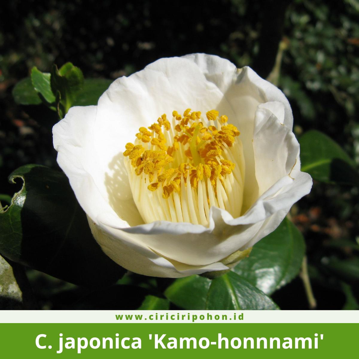 Camellia japonica 'Kamo-honnnami'