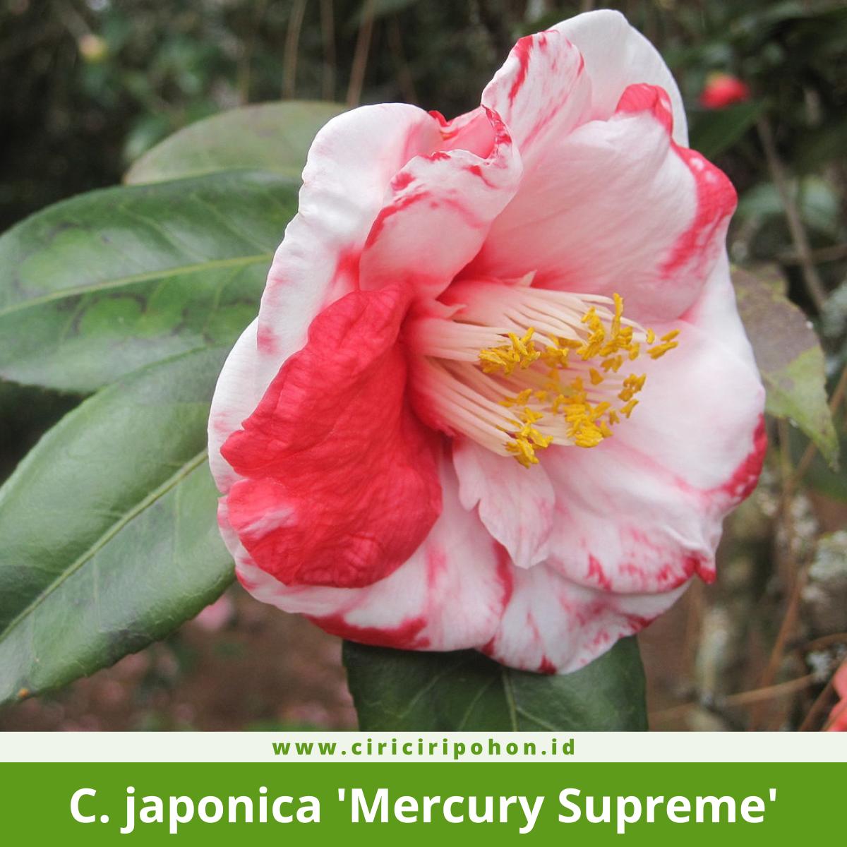 Camellia japonica 'Mercury Supreme'