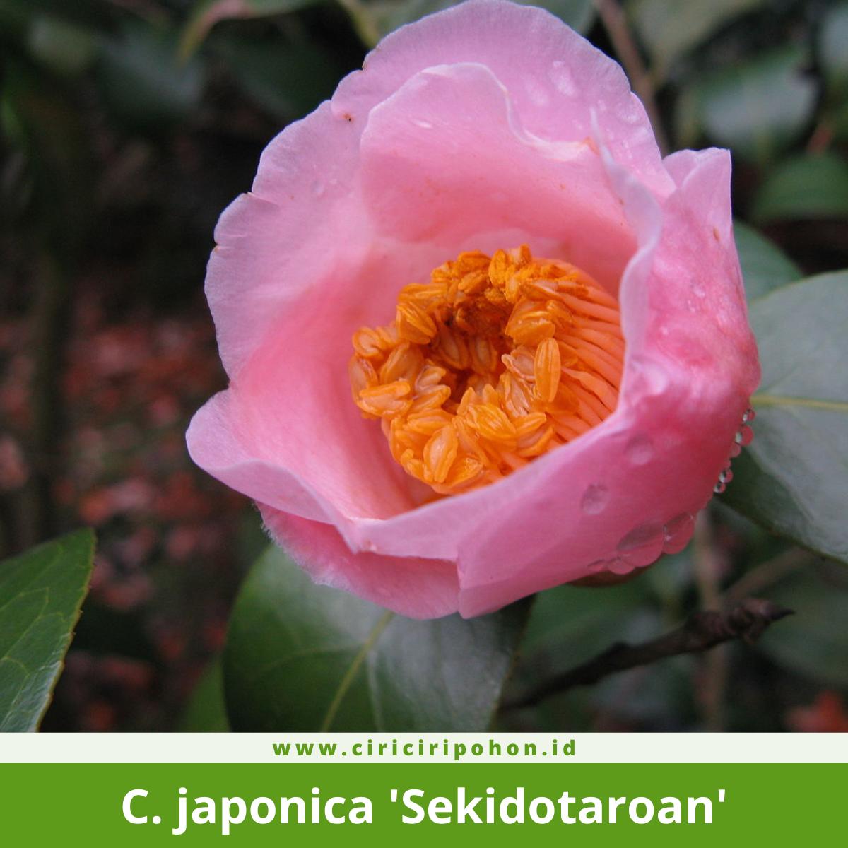 Camellia japonica 'Sekidotaroan'