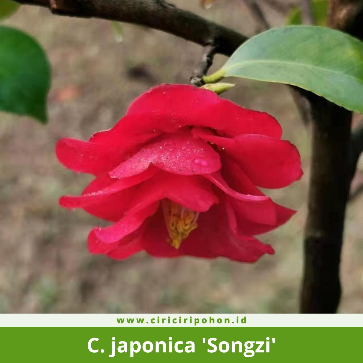 Camellia japonica 'Songzi'