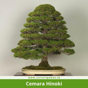Cemara Hinoki