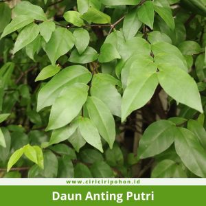 Daun Anting Putri