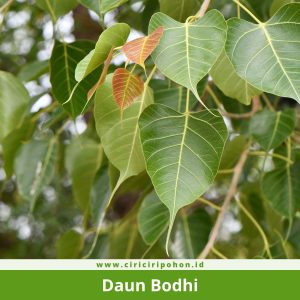 Ciri Ciri Daun Bodhi