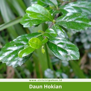 Daun Hokian