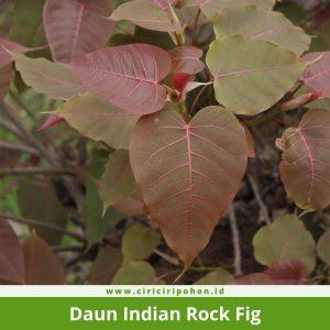 Daun Indian Rock Fig