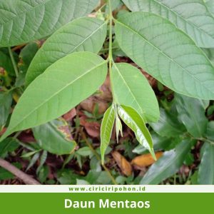 Daun Mentaos