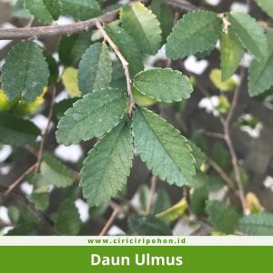 Daun Ulmus
