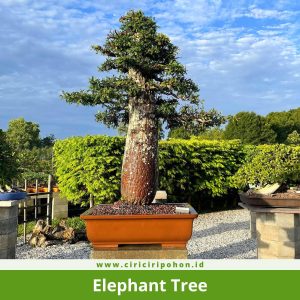 Bonsai Elephant Tree