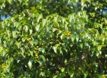 Daftar Kultivar Ficus benjamina Lengkap Dengan Nama dan Gambar