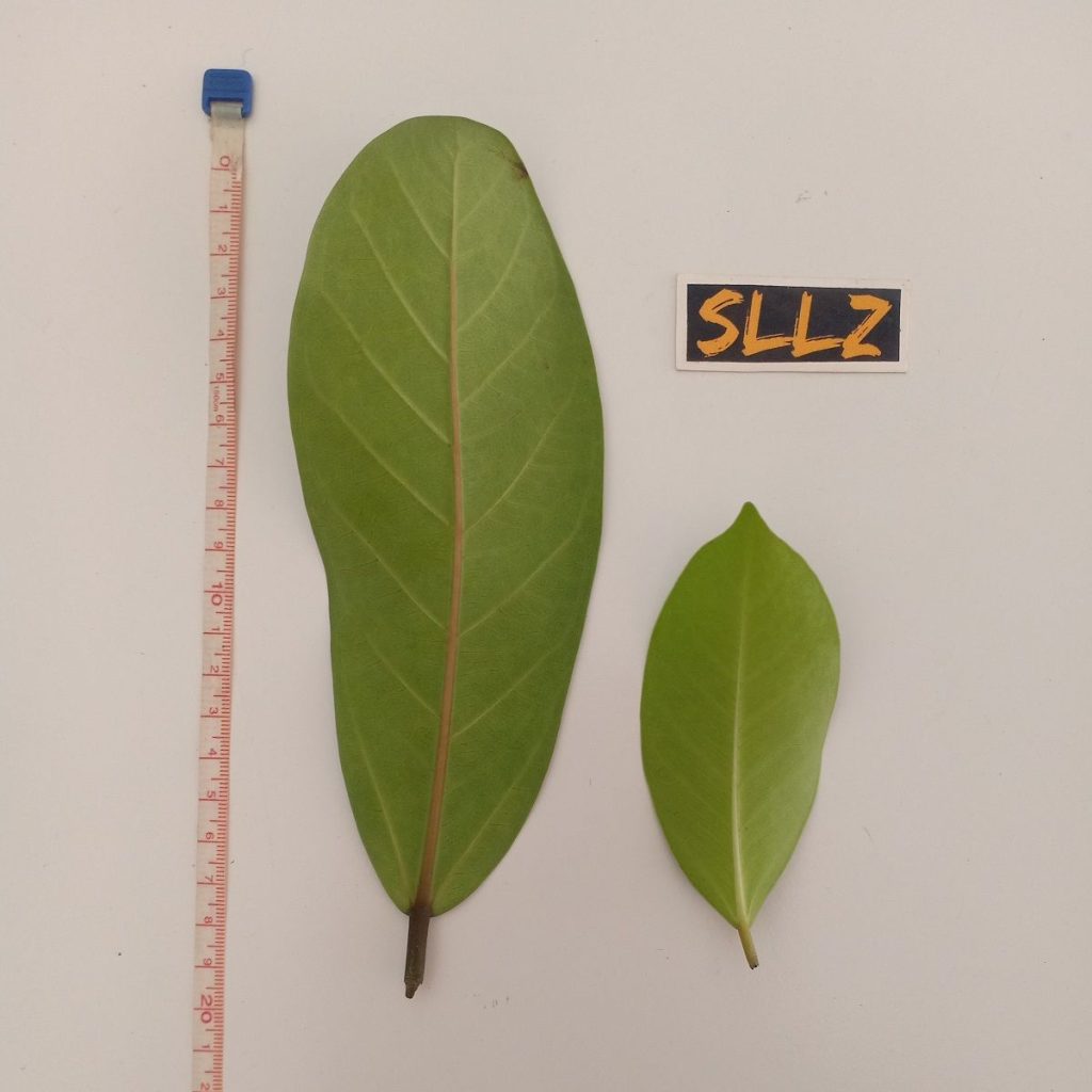 Ficus-retusa dan Ficus microcarpa (Belakang)