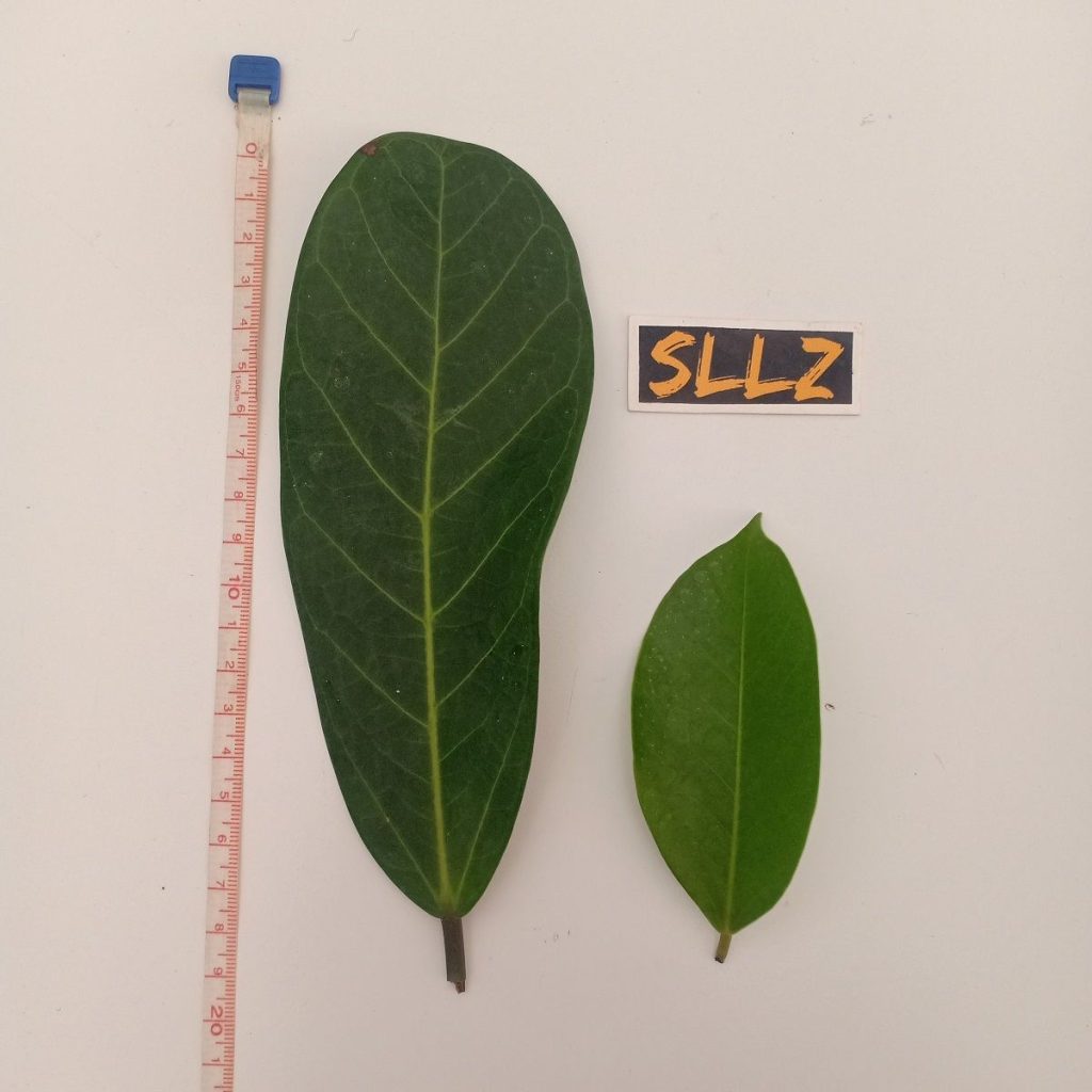 Ficus-retusa dan Ficus microcarpa (Depan)