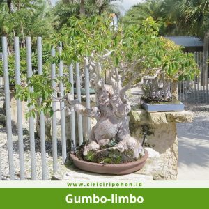 Bonsai Gumbo-limbo