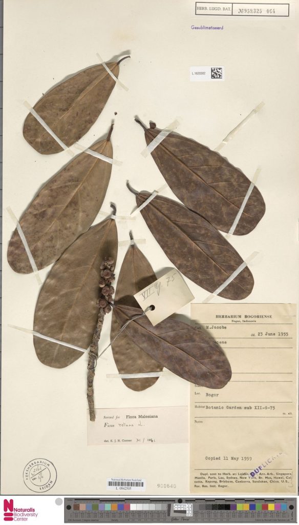 Herbarium Ficus retusa