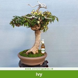 Bonsai Ivy
