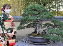 Pohon Bonsai Tertua Di Dunia