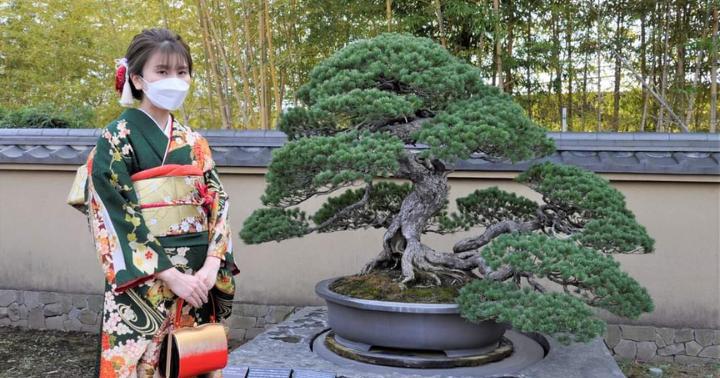Pohon Bonsai Tertua Di Dunia