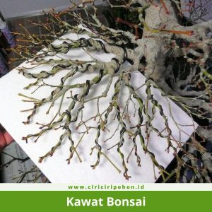 Kawat Bonsai