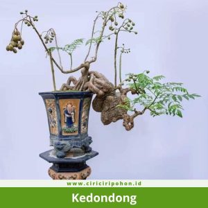 Bonsai Kedondong