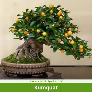Bonsai Kumquat
