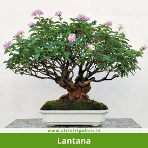 Bonsai Lantana