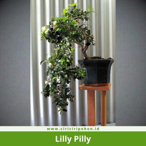 Bonsai Lilly Pilly
