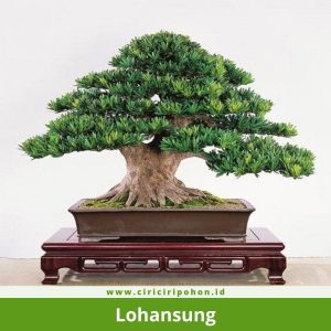 Bonsai Lohansung