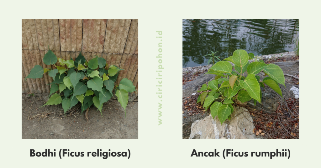 Perbedaan Bibit Ficus religiosa dan Ficus rumphii