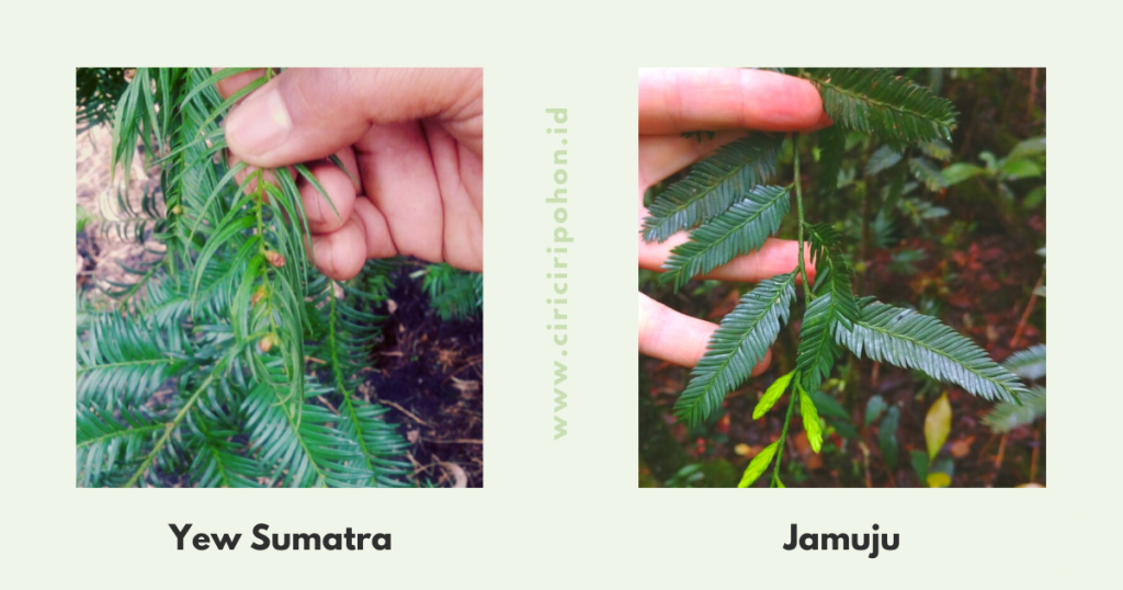 Perbedaan Daun Yew Sumatra dan Jamuju