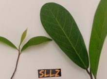Perbedaan Ficus retusa dan Ficus microcarpa