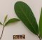Perbedaan Ficus retusa dan Ficus microcarpa