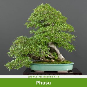 Bonsai Phusu