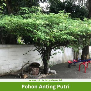 Pohon Anting Putri
