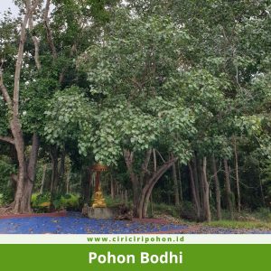 Ciri Ciri Pohon Bodhi