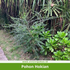 Pohon Hokian