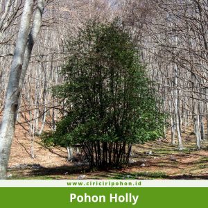 Pohon Holly