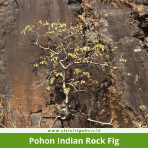 Pohon Indian Rock Fig