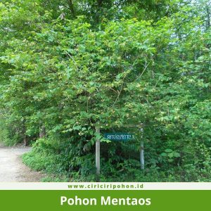 Pohon Mentaos