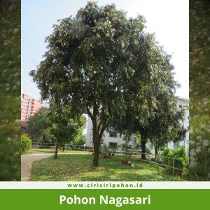 Pohon Nagasari