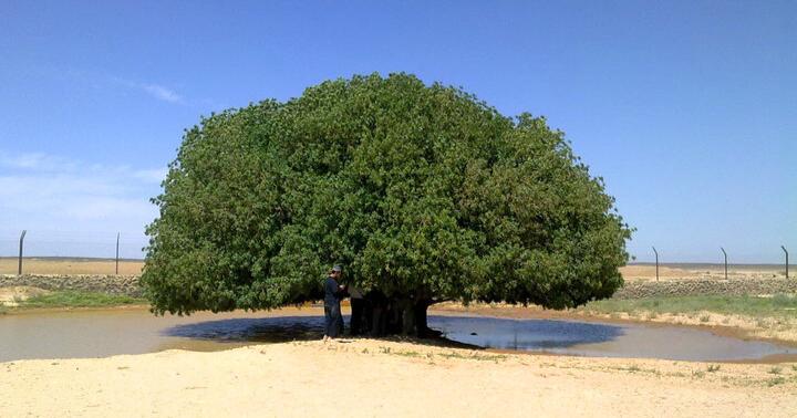Pohon Sahabi