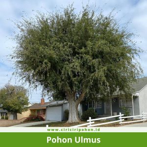 Pohon Ulmus