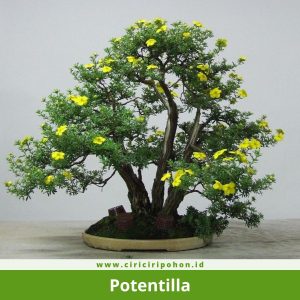 Bonsai Potentilla