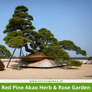 Red Pine Akao Herb & Rose Garden