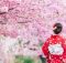 Daftar Pohon Berbunga Indah Alternatif Sakura Jepang