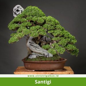 Santigi