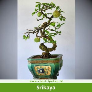 Bonsai Srikaya