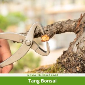 Tang Bonsai